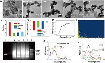 RNA Hydrogel Combined with MnO2 Nanoparticles as a Nano-Vaccine to Treat Triple Negative Breast Cancer